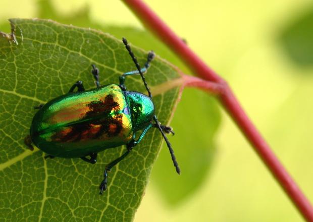 Chrysochus auratus