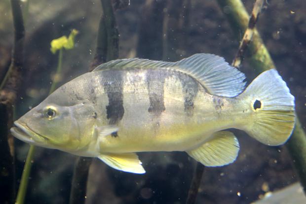  Cichla kelberi 