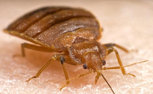 Cimex lectularius, cosmopolitan.