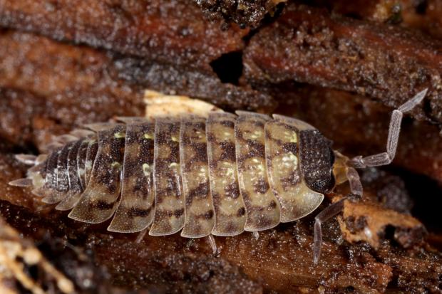 Oniscidea