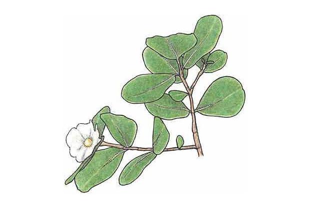 Clusia rosea (Jacq.)