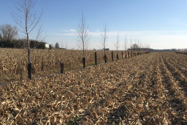 Agroforestry: an experimental setup integrating rows of trees in a cornfield to study their effects.