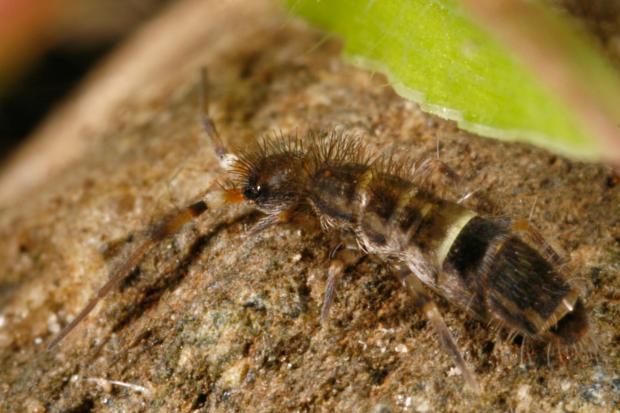 Collembola
