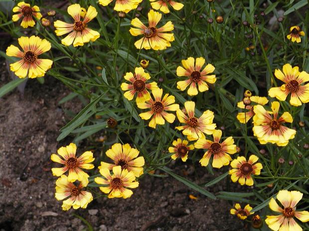 Coreopsis tinctoria