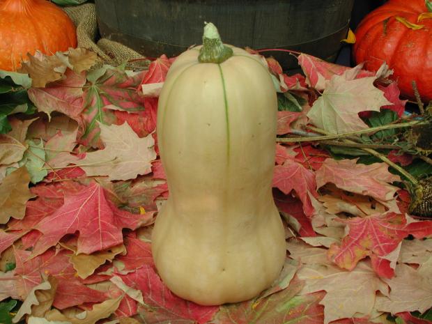 Courge musquée ‘Early Butternut’