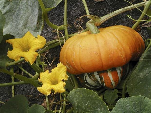 Cucurbita maxima 'Turk's Turban'