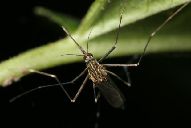 Culicidae