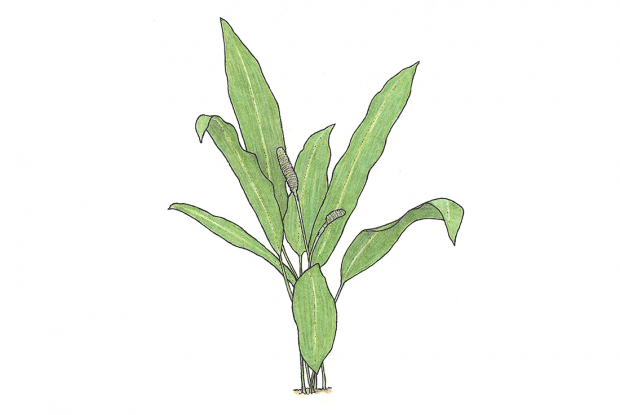 Cyclanthus bipartitus Poit.