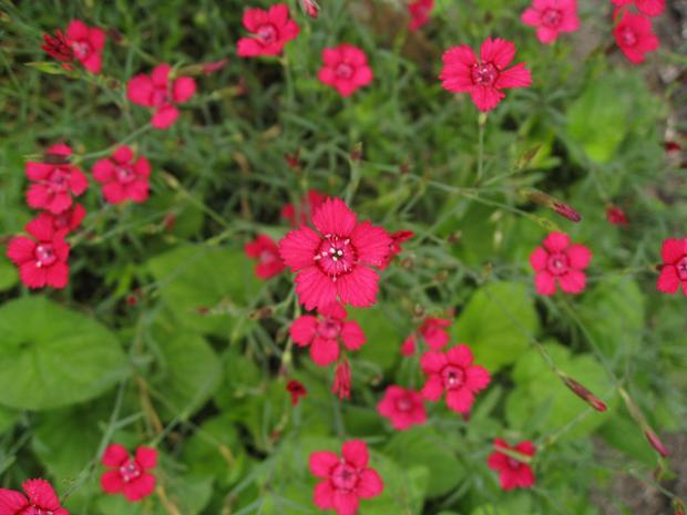Dianthus deltoides