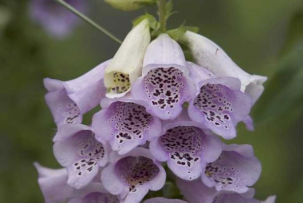 Digitalis 'Camelot Lavender'