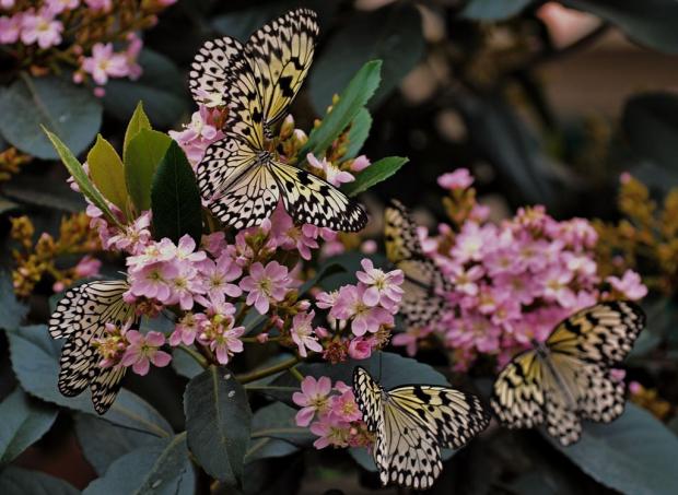 Butterfies Go Free 2013 (Idea leucone)
