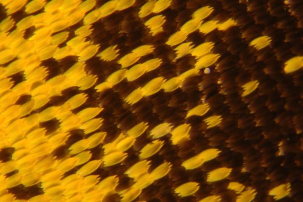 Écailles sur les ailes d'un papillon.