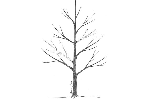Thinning