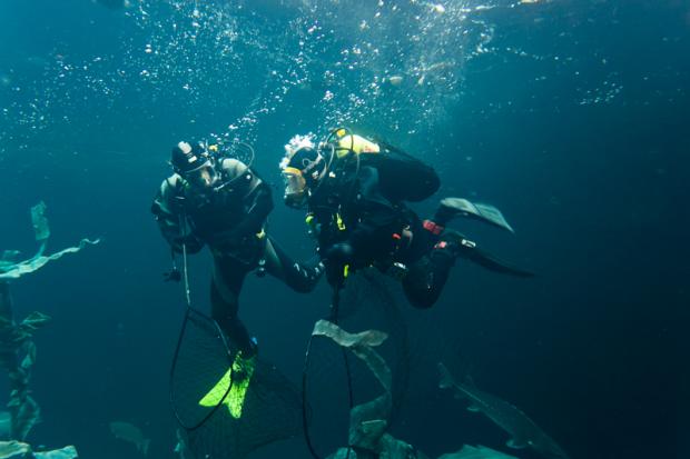 Étude sur les zones hypoxiques du Saint-Laurent.