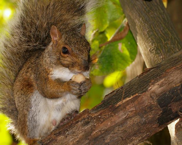 Squirrel
