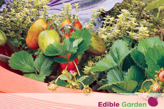 Edible garden with logo
