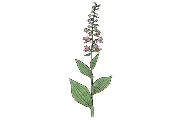 Epipactis helleborine