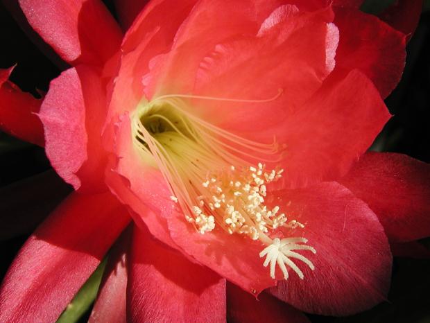 Cactus Epiphyllum 'Dorian'