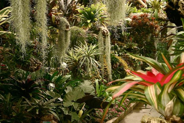 Les plantes épiphytes vivent perchées sur les arbres à la Serre de la forêt tropicale humide.