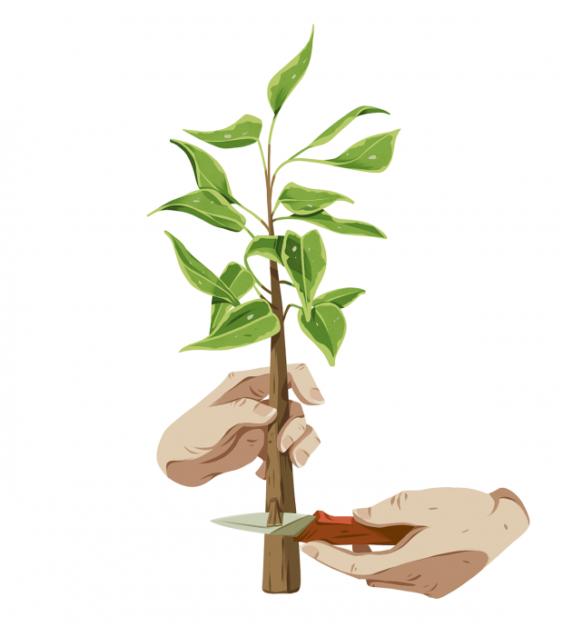 Preparing the stem