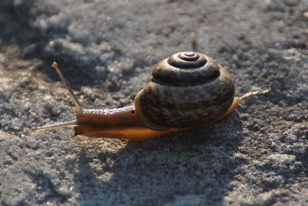 Snail, Québec, Canada.