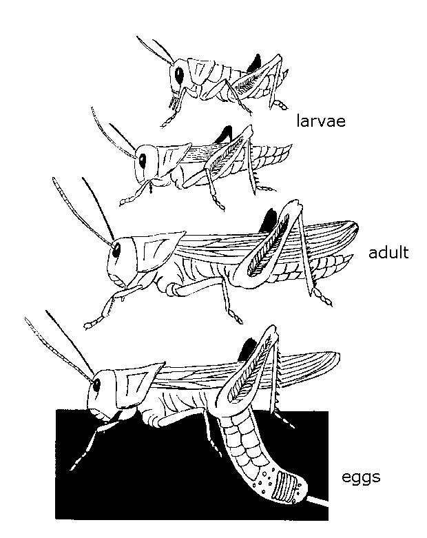 Life cycle of the grasshopper.