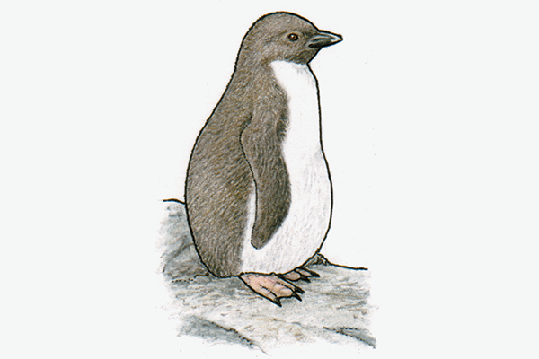 Eudyptes moseleyi