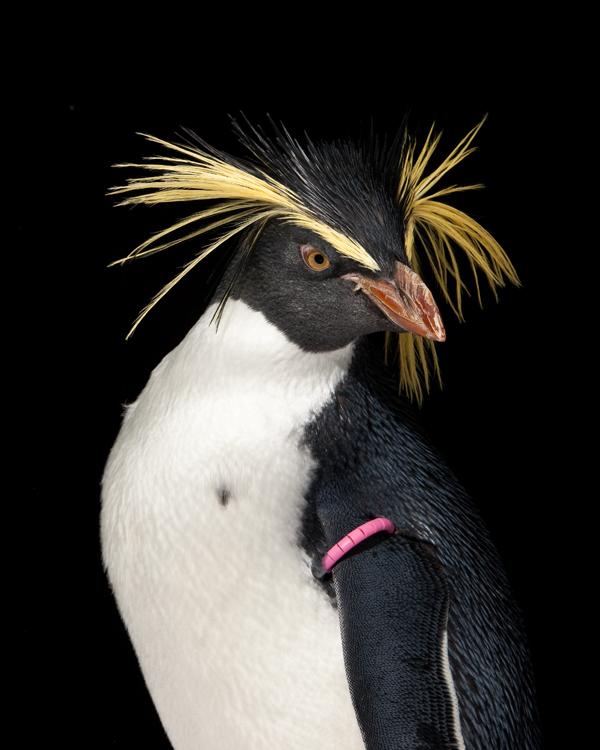 Gorfou sauteur (Eudyptes moseleyi).