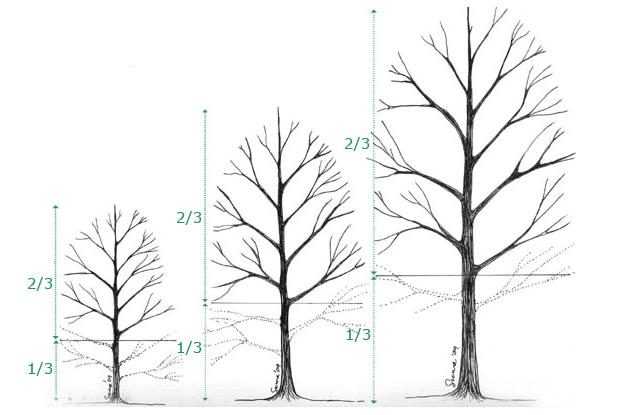 Taille Des Arbres Feuillus Espace Pour La Vie