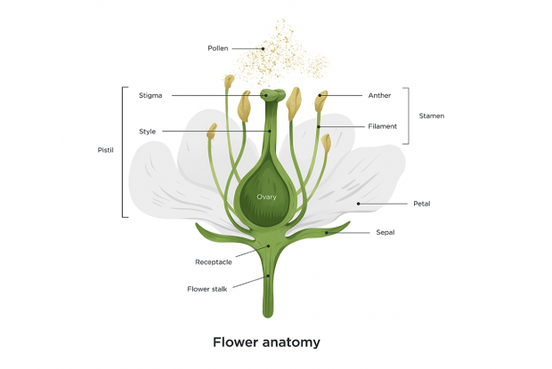 Schematic of parts of a flower