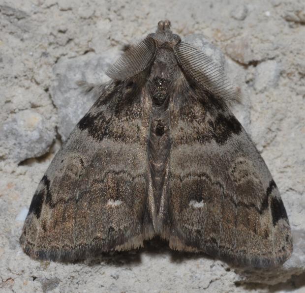 White-marked tussock moth