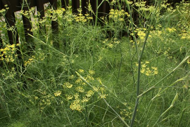 Foeniculum vulgare