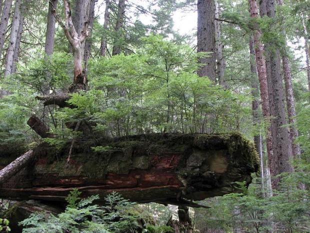 Temperate rainforest.