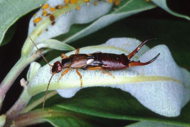 Forficula auricularia.