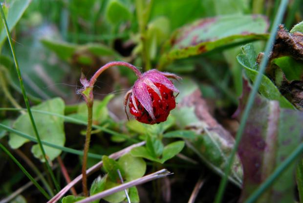 Fragaria virginiana
