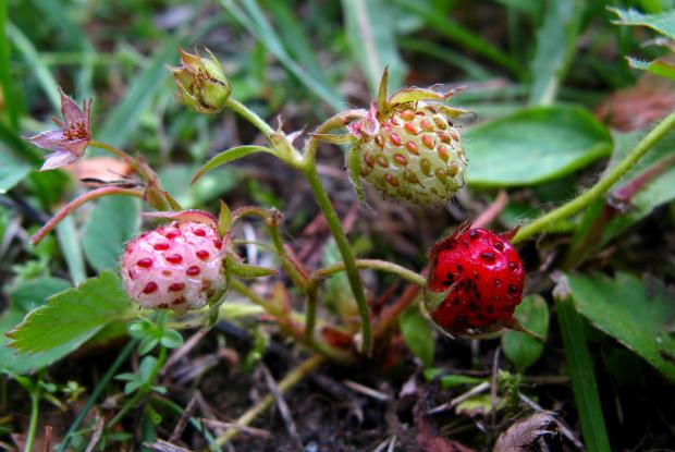 Fragaria virginiana