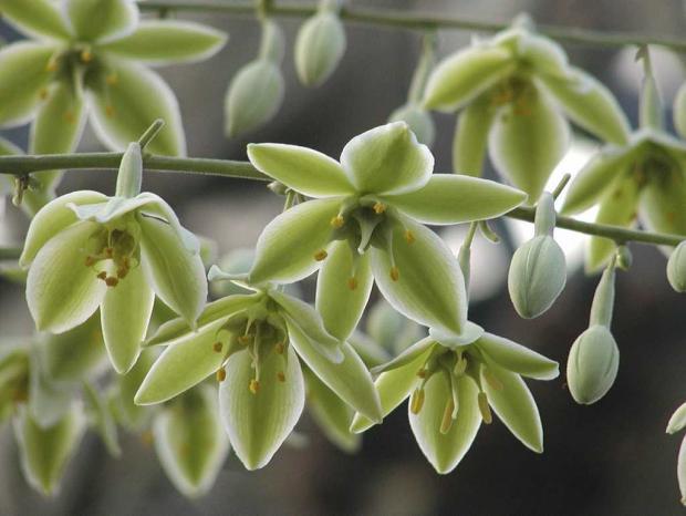 Furcraea elegans