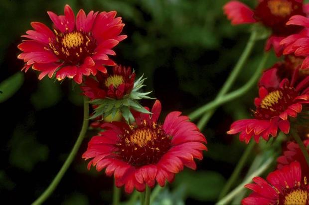 Gaillardia x grandiflora 'Burgundy'