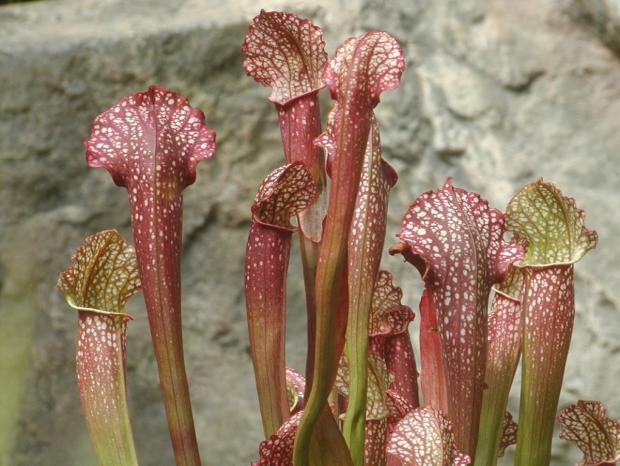 Sarracenia