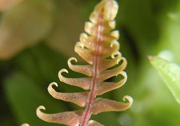 Blechnum occidentale, new frond
