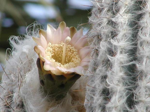Cephalocereus palmeri