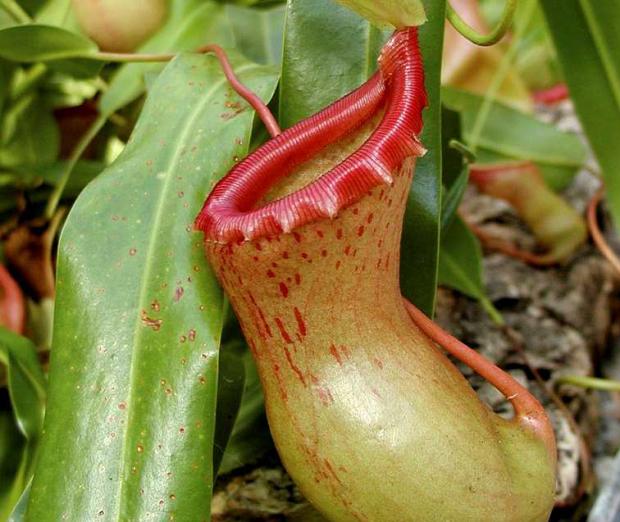 La <em>Nepenthes alata</em>, une plante carnivore tropicale.