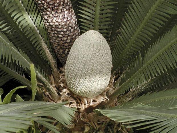 Dioon edule