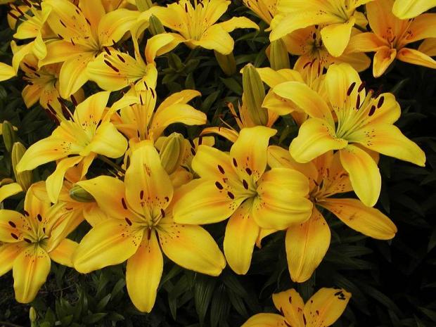 Lilium 'Sun Ray'