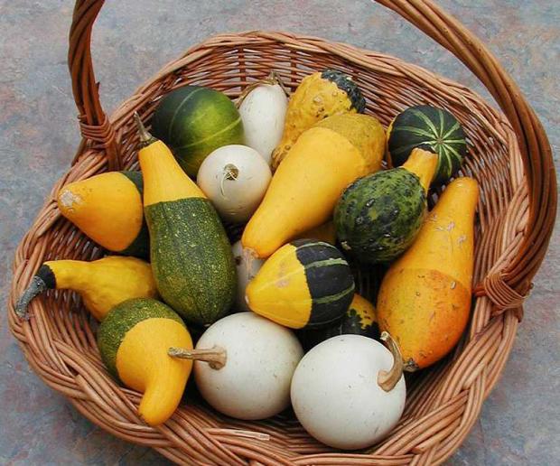 Basket full of small decorative gourds