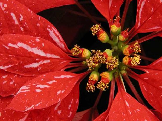 Euphorbia pulcherrima 'Jingle Bells 3'