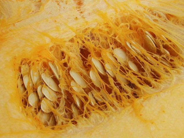 Cucurbita pepo 'Rocket'