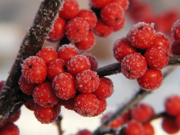 Common winterberry