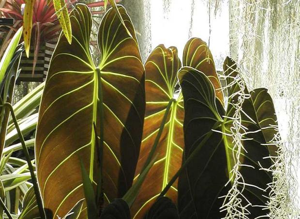 Philodendron melanochrysum and Tillandsia usneoides