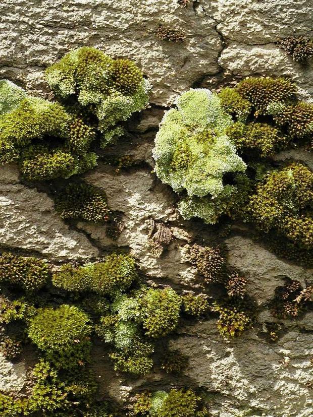 Moss